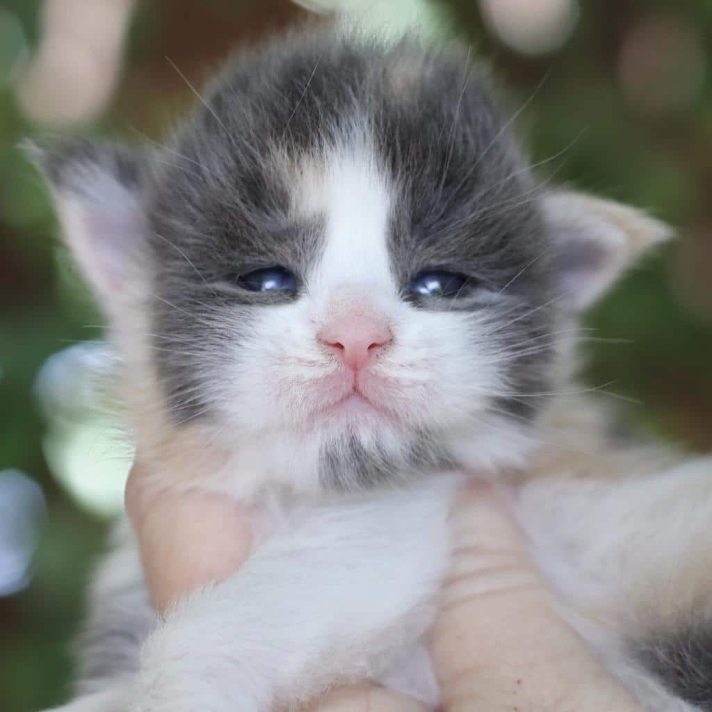 Love ⋆ Sassy Koonz Maine Coon Cattery blue calico maine coon