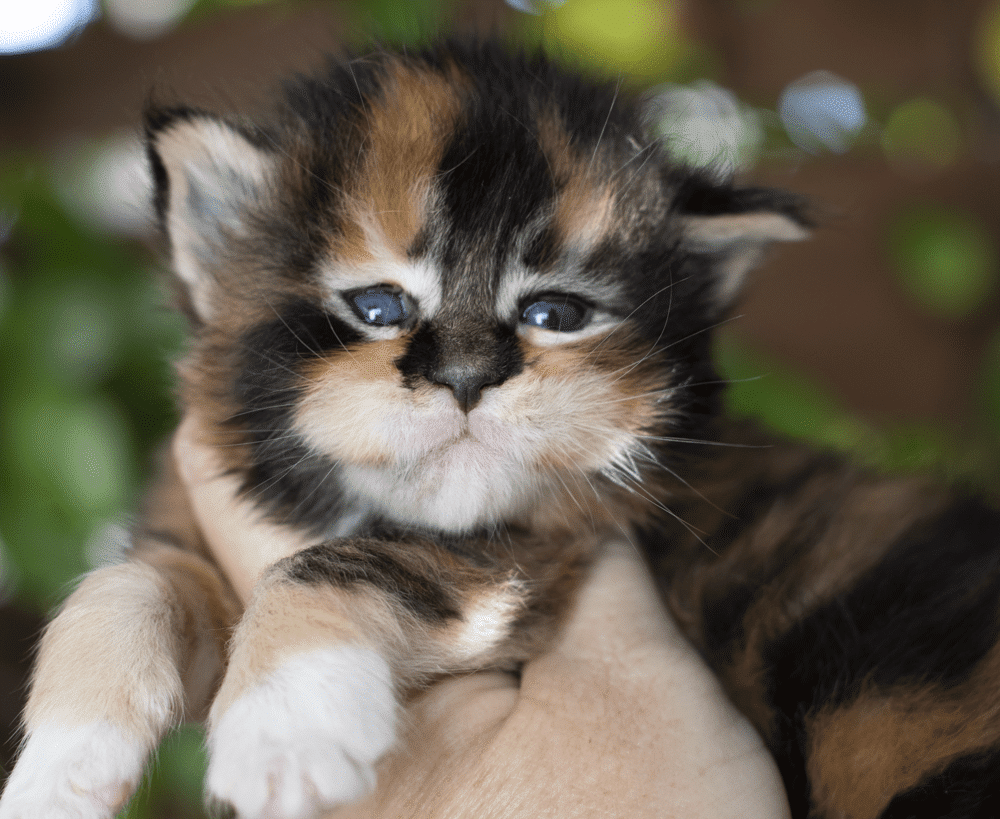 Zsa-Zsa-3 Weeks Old ⋆ Sassy Koonz Maine Coon Cattery black torbie with white maine coon kitten