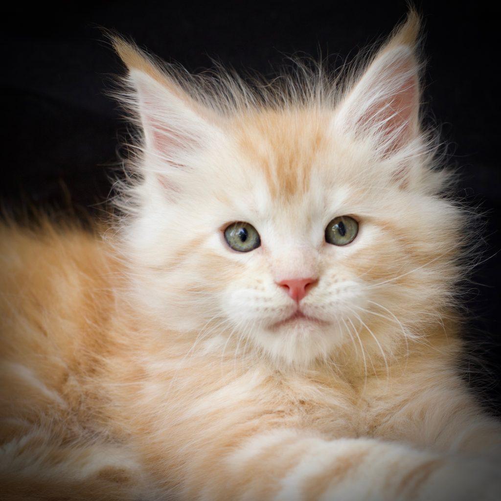 Kaboom ⋆ Sassy Koonz | Maine Coon Cats and Kittens