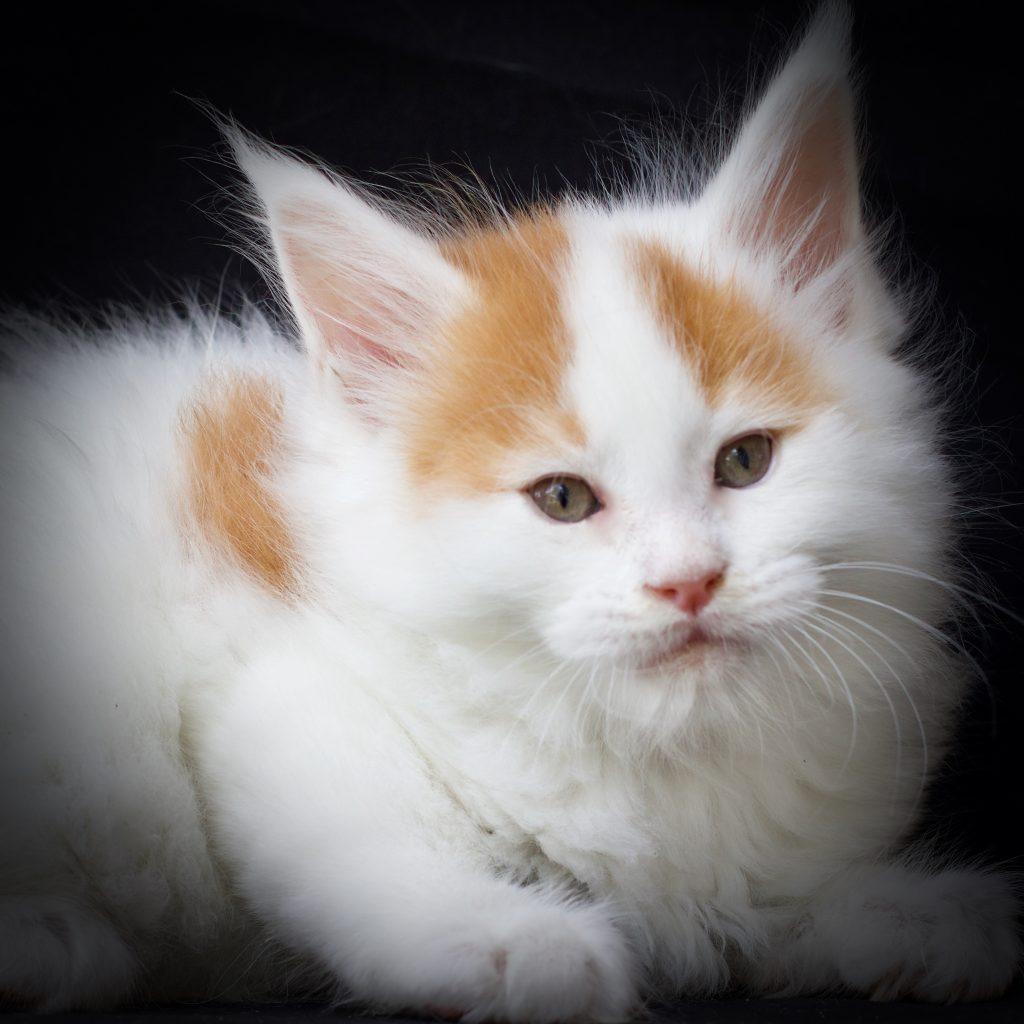 florida maine coon breeder ⋆ Sassy Koonz Maine Coon Cattery florida maine coon breeder