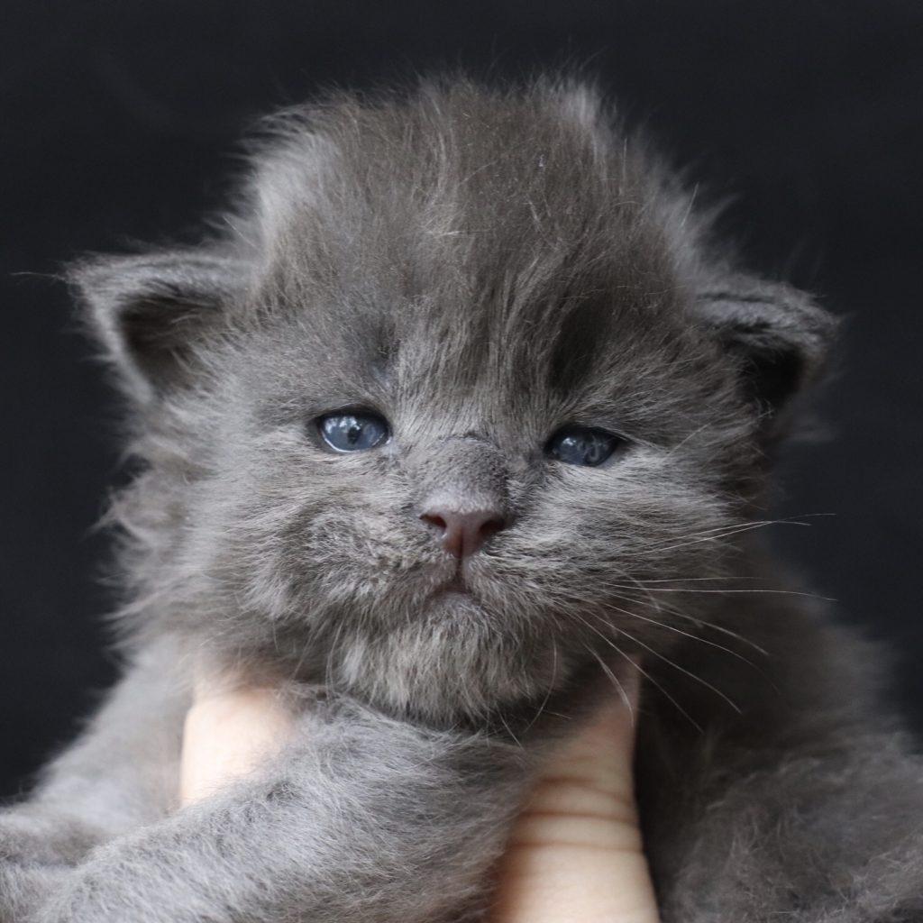 Kashmir ⋆ Sassy Koonz Maine Coon Cattery blue maine coon kittens for sale kashmir 3 weeks old