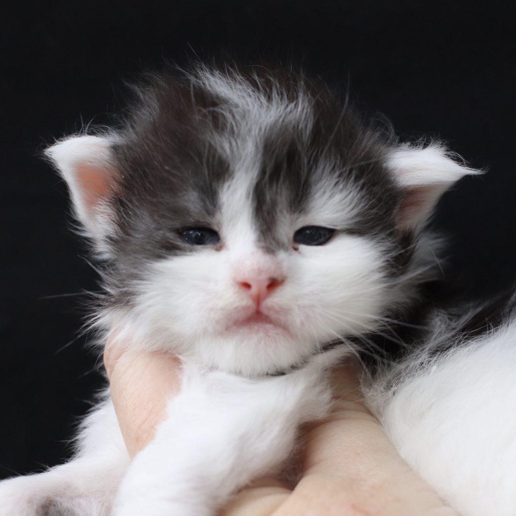 Zeppelin ⋆ Sassy Koonz Maine Coon Cattery florida maine coon breeder