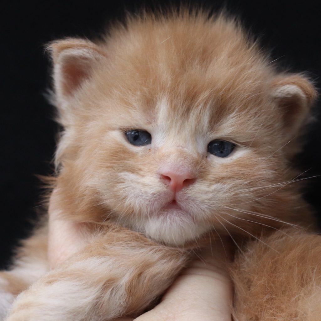 best maine coon breeder