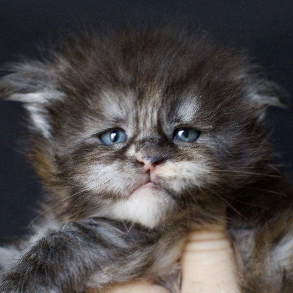 Graffiti ⋆ Sassy Koonz Maine Coon Cattery maine coon breeders near Jacksonville FL