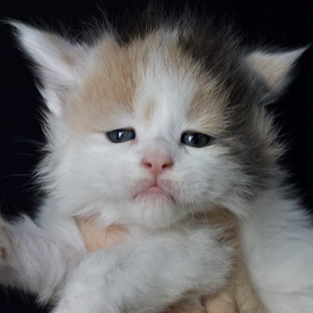 Darlene ⋆ Sassy Koonz Maine Coon Cattery florida maine coon breeders darlene 4 weeks old