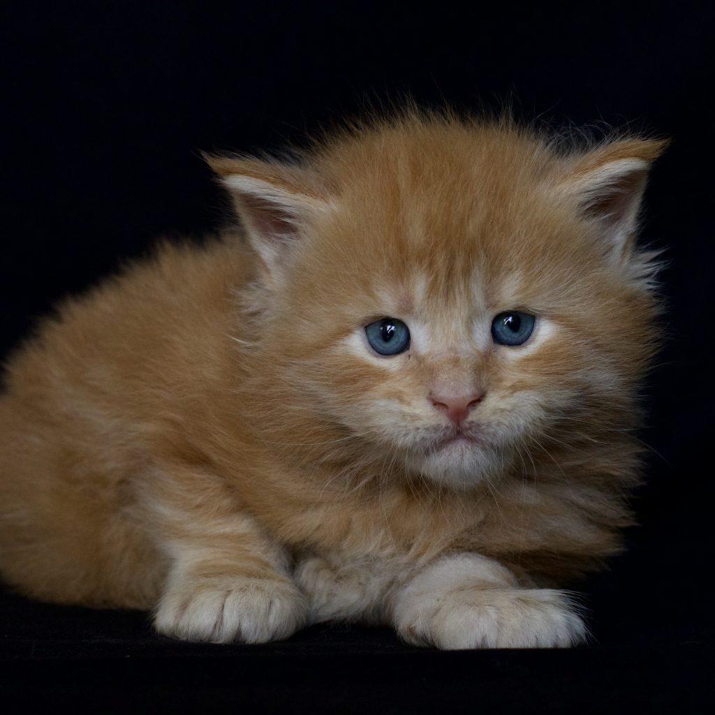 Tangerine ⋆ Sassy Koonz Maine Coon Cattery maine coon cat for sale