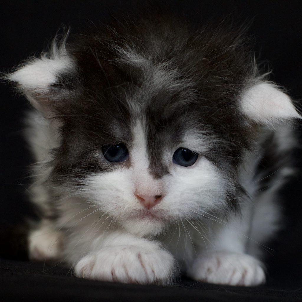 Zeppelin ⋆ Sassy Koonz Maine Coon Cattery maine coon breeders in florida