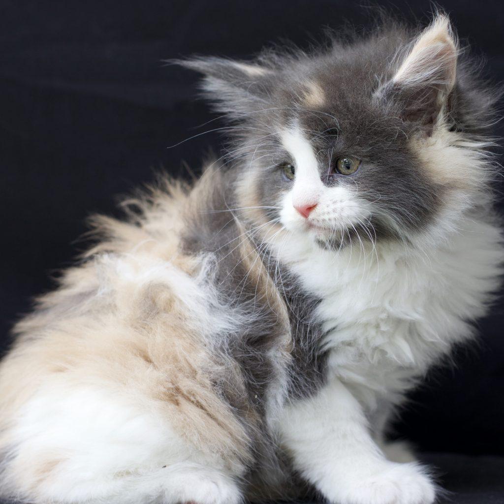 Love ⋆ Sassy Koonz Maine Coon Cattery big maine coon kittens for sale