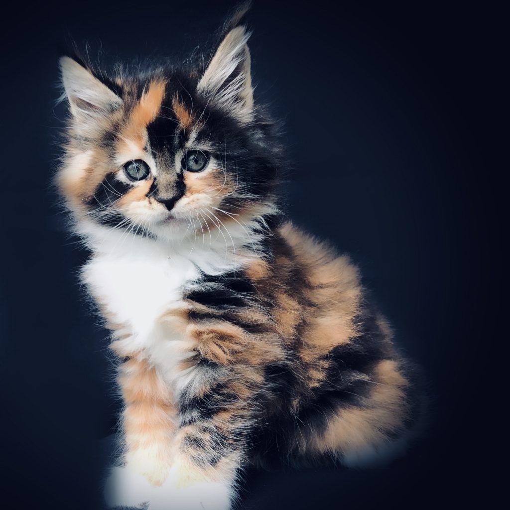 Zsa Zsa ⋆ Sassy Koonz Maine Coon Cattery best maine coon breeder in florida