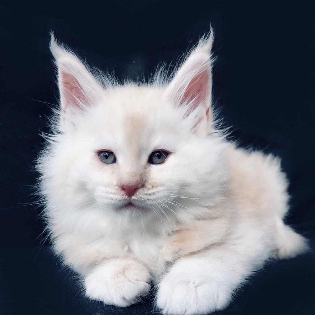 fullsizeoutput_4682 ⋆ Sassy Koonz Maine Coon Cattery Maine coon cat