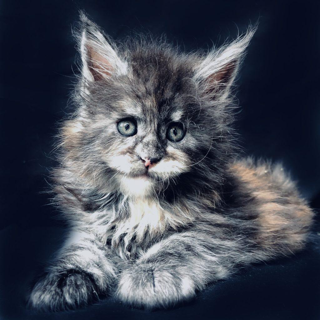 Graffiti ⋆ Sassy Koonz Maine Coon Cattery black tortie smoke maine coon for sale
