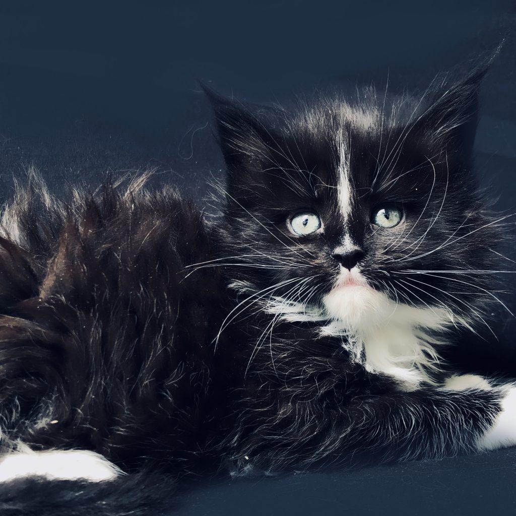 Moby Dick ⋆ Sassy Koonz Maine Coon Cattery giant maine coon kittens