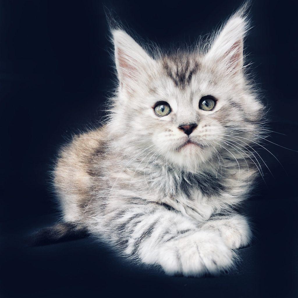 Marilyn ⋆ Sassy Koonz Maine Coon Cattery Silver maine Coon baby