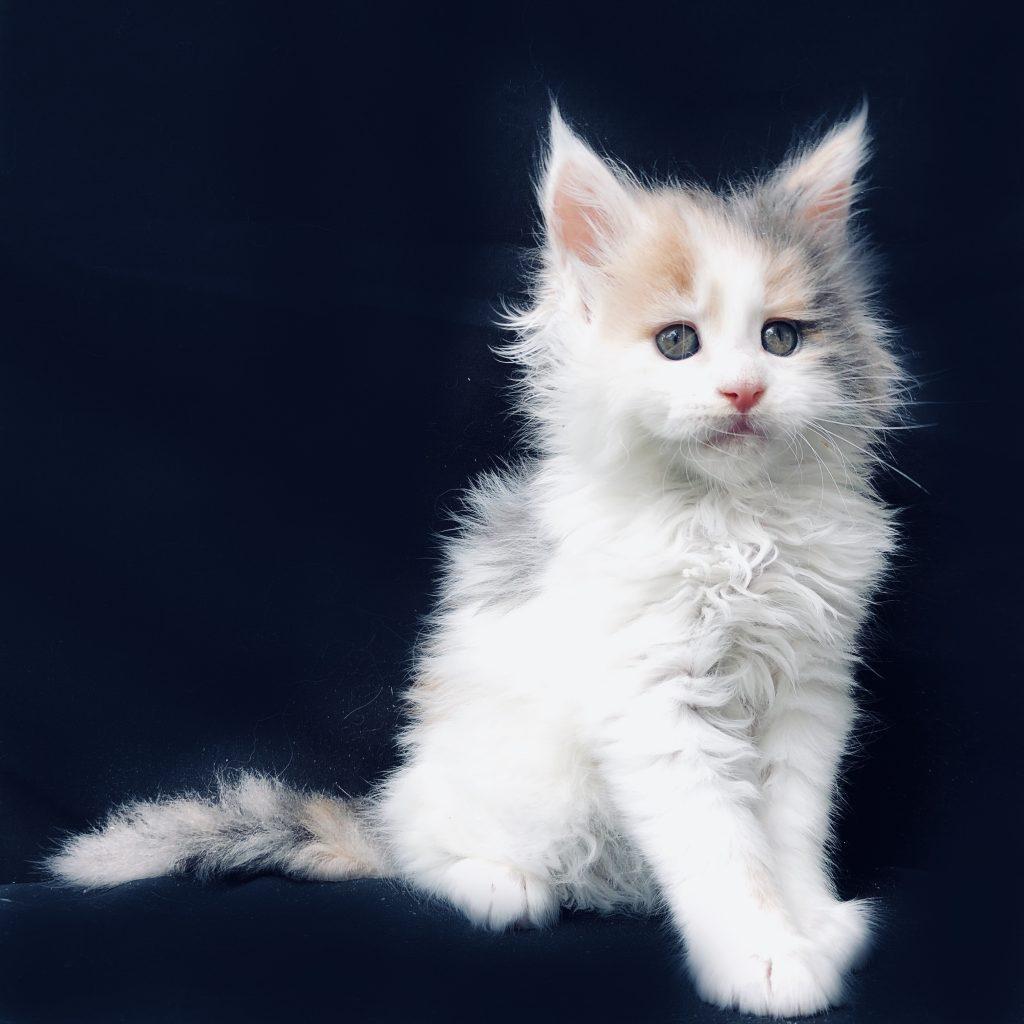 Darlene ⋆ Sassy Koonz Maine Coon Cattery big maine coon kittens for sale 6 weeks old darlene