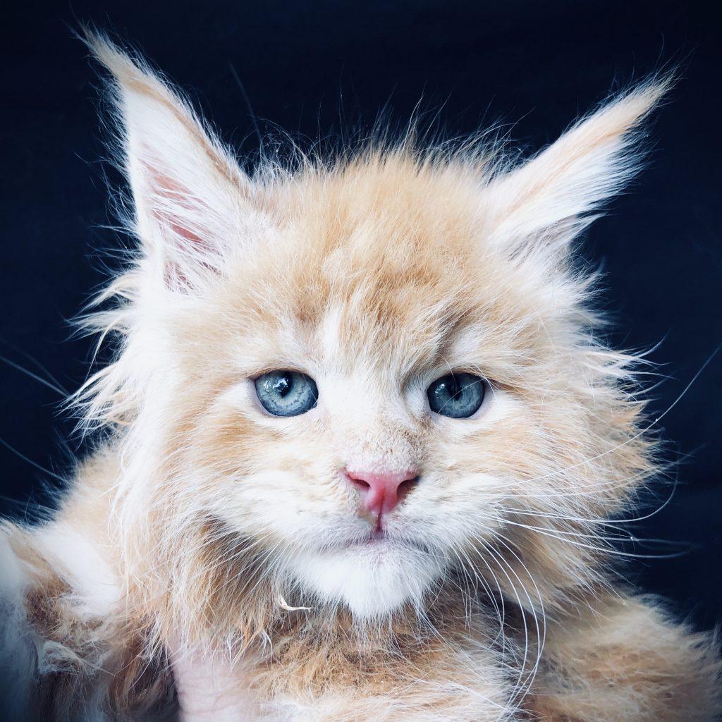 Tangerine ⋆ Sassy Koonz Maine Coon Cattery ginger maine coon