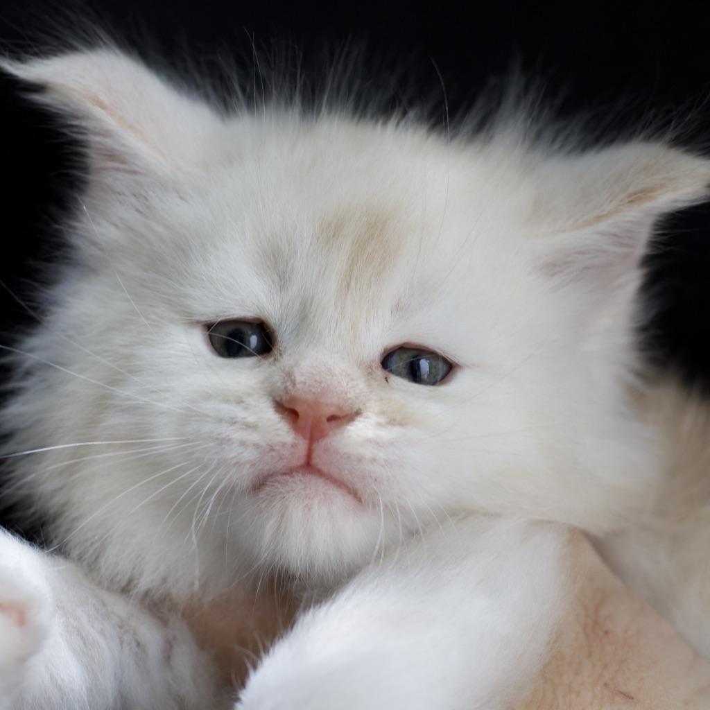 Lucas ⋆ Sassy Koonz Maine Coon Cattery cameo maine coon kitten