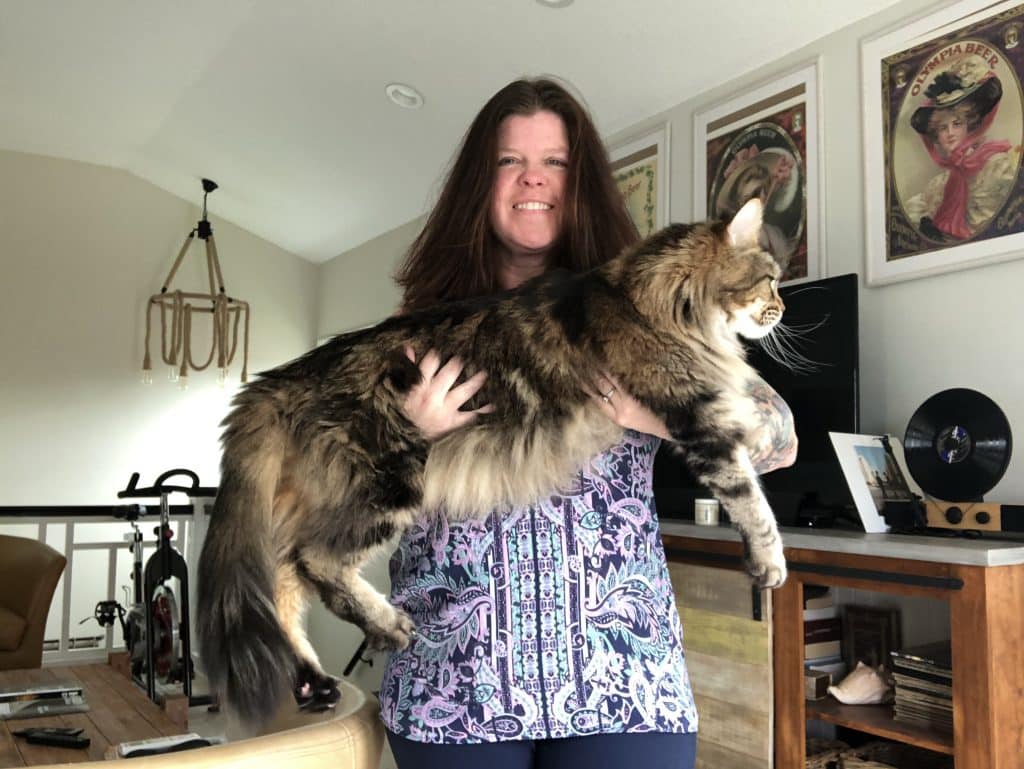 Finlay - 19 pounds ⋆ Sassy Koonz Maine Coon Cattery big Maine Coon Cat being held by woman