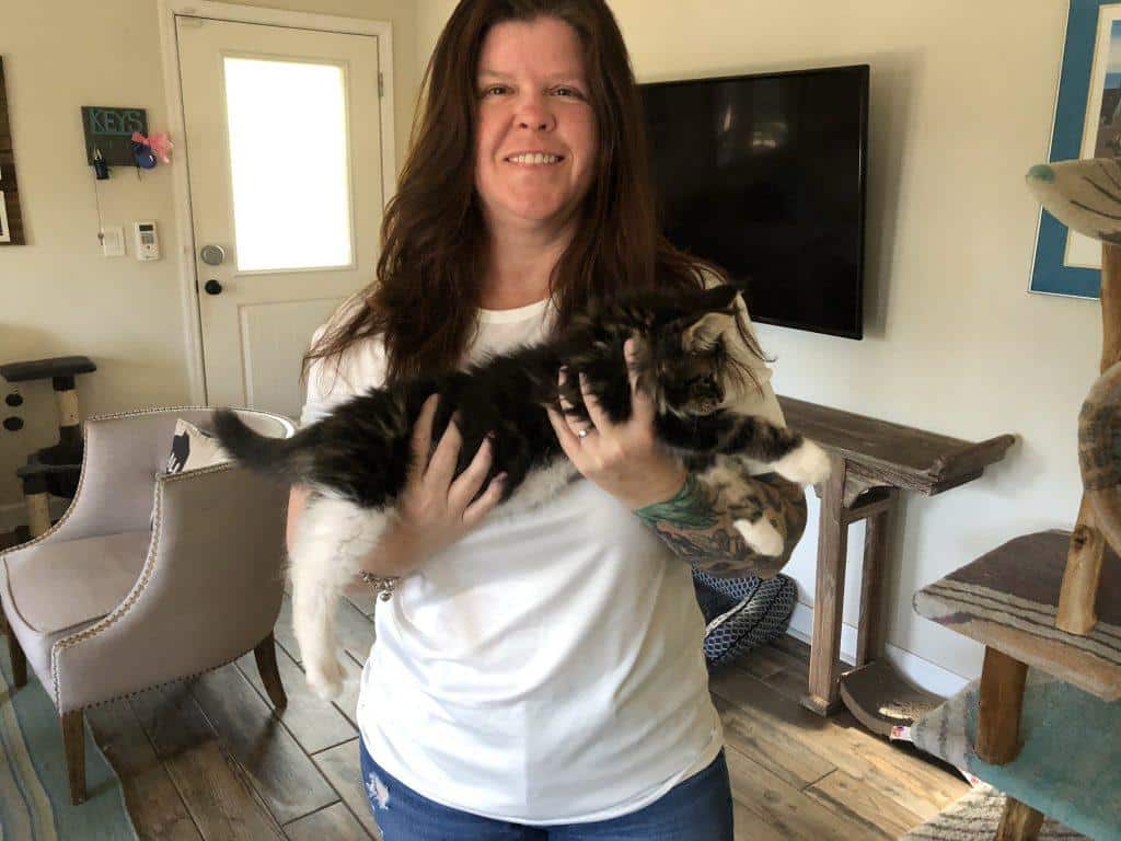 Joan - 3 Months Old ⋆ Sassy Koonz Maine Coon Cattery maine coon kitten size demonstrated