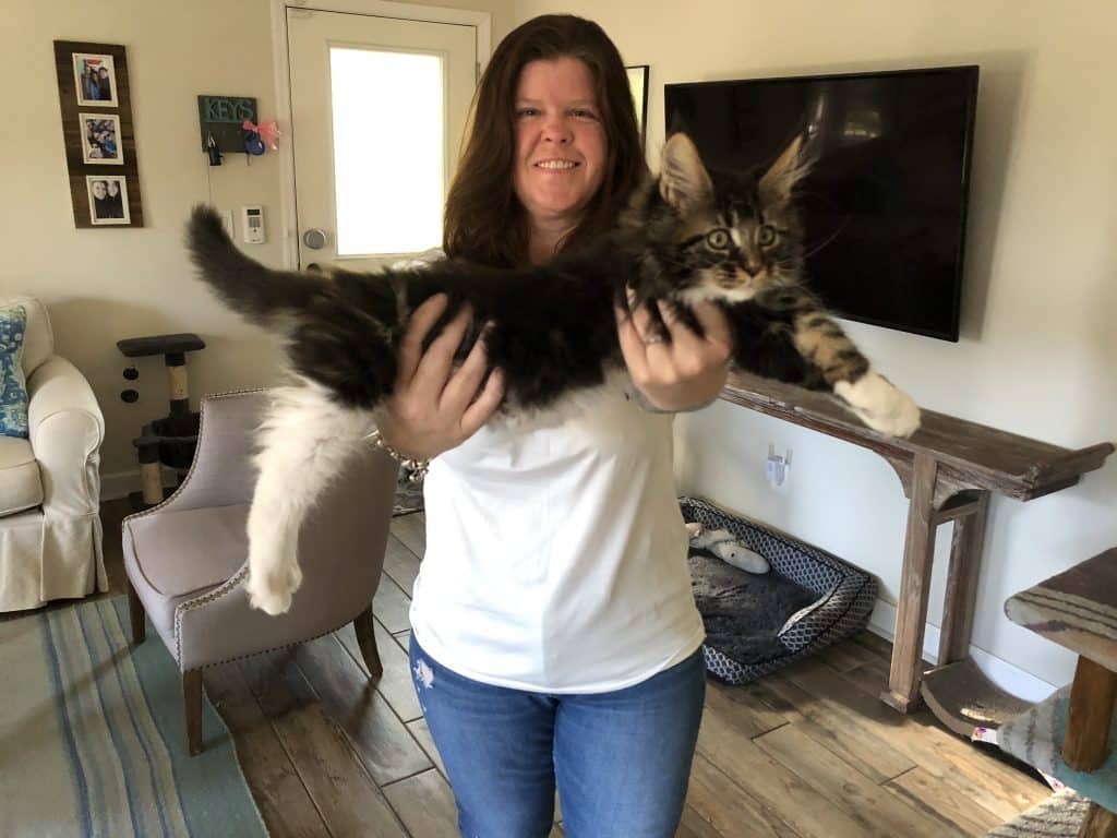 Joan ⋆ Sassy Koonz Maine Coon Cattery maine con kitten beind held out to show size