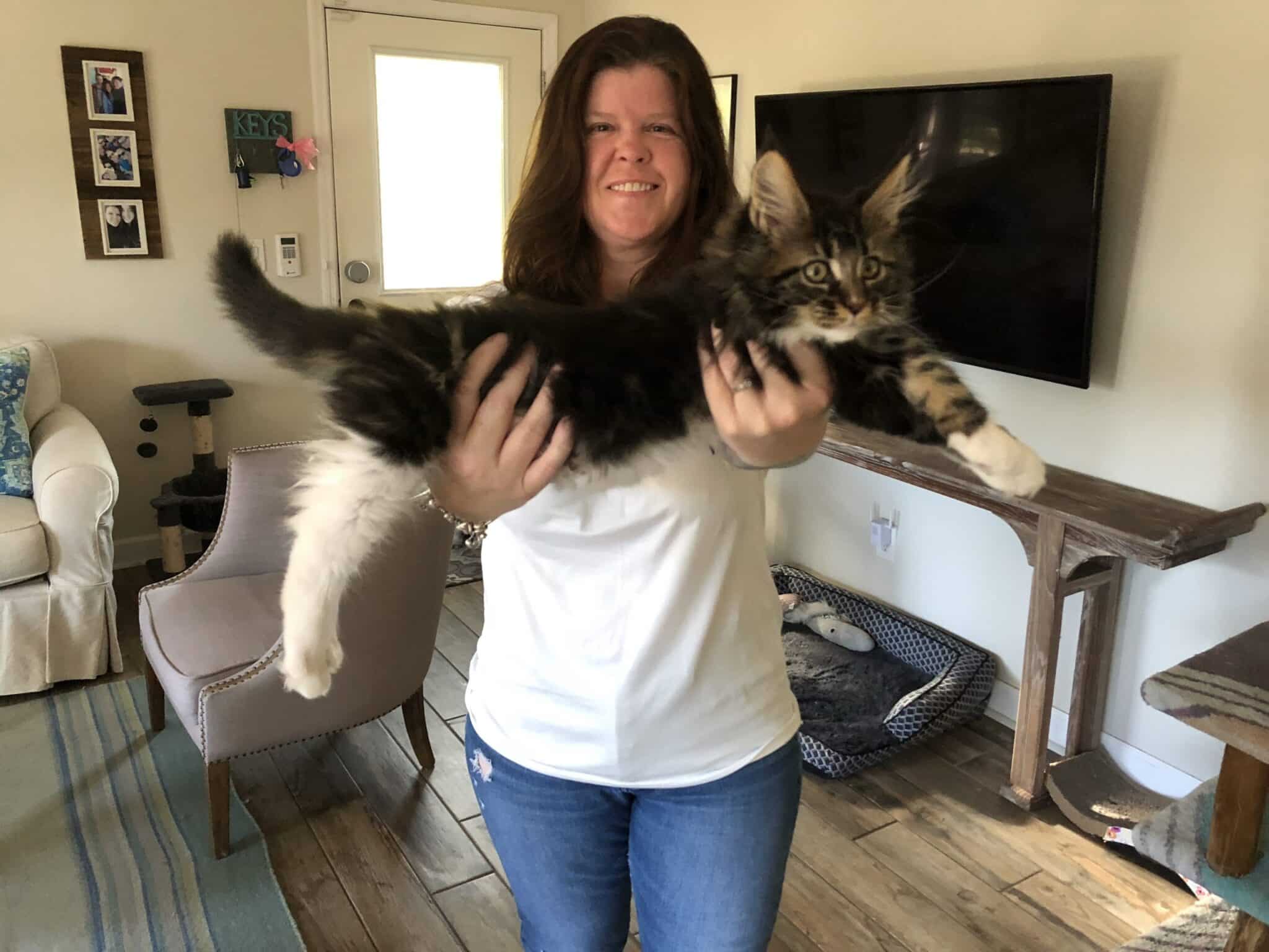 OMG! That's a Huge Maine Coon ⋆ Sassy Koonz Maine Coons