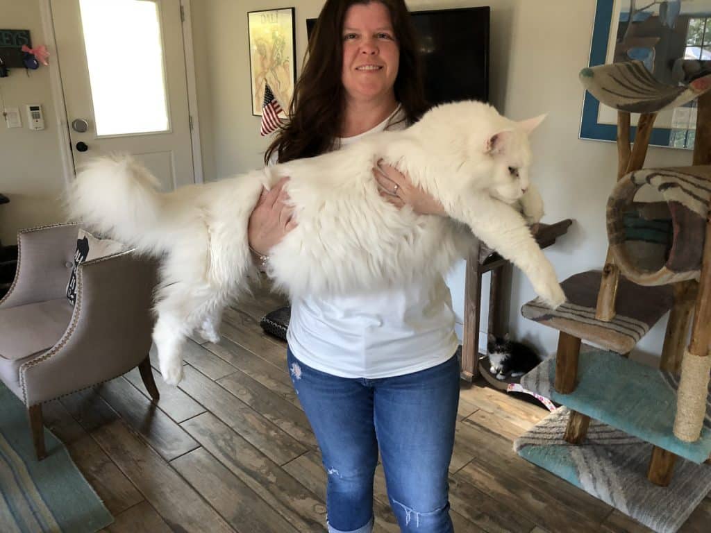 Omega ⋆ Sassy Koonz Maine Coon Cattery white maine coon cat being held by owner