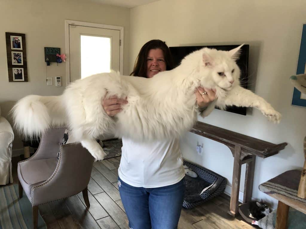 Omega ⋆ Sassy Koonz Maine Coon Cattery maine coon size compared to a dog