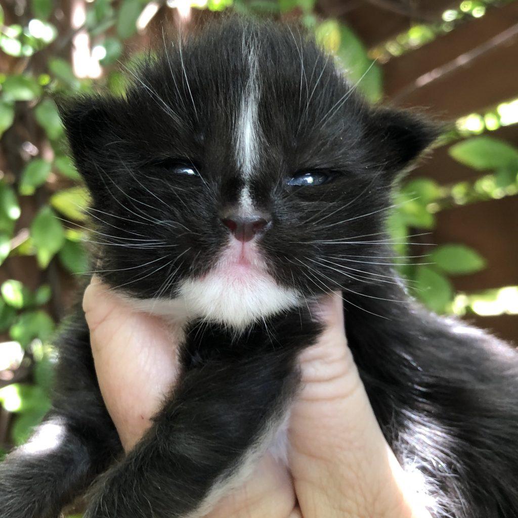 Moby Dick - 2 Weeks old ⋆ Sassy Koonz Maine Coon Cattery black and white maine coon kitten