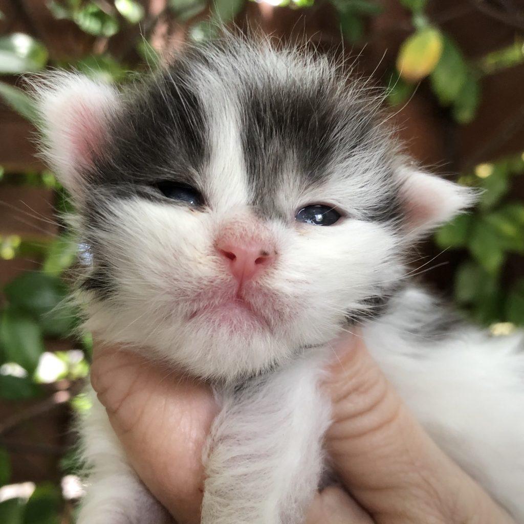 Zeppelin - 2 Weeks Old ⋆ Sassy Koonz Maine Coon Cattery Black smoke and white maine coon kitten