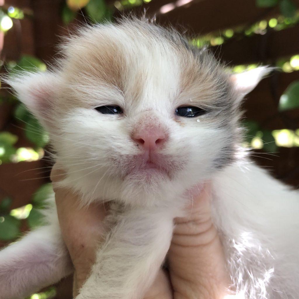 Darlene - 2 Weeks Old ⋆ Sassy Koonz Maine Coon Cattery blue tortie maine coon darlene 2 weeks old
