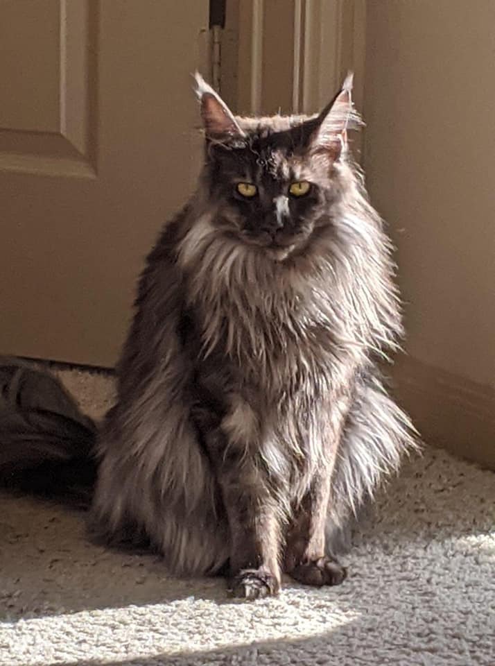 Julia-Maine-Coon-Kittens-Texas ⋆ Sassy Koonz Maine Coon Cattery maine coon kittens texas