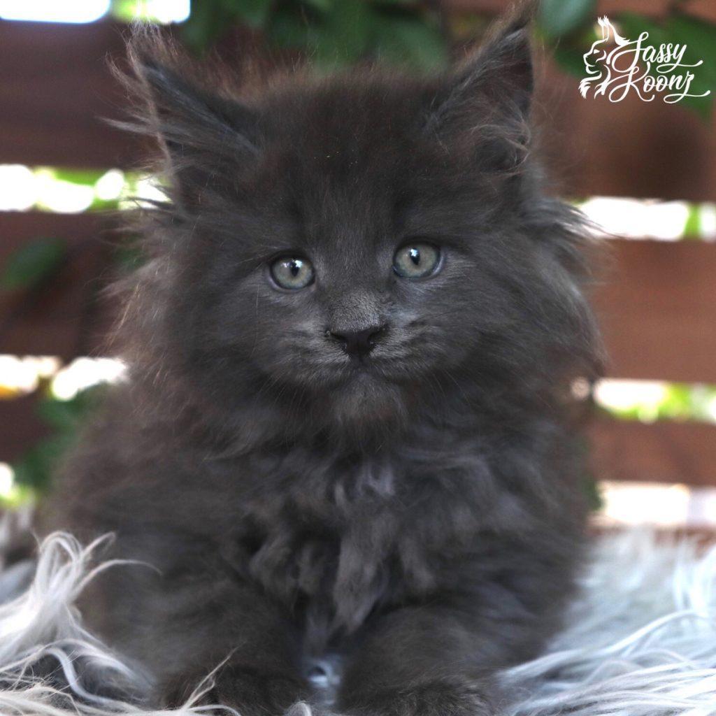 Kashmir ⋆ Sassy Koonz Maine Coon Cattery reputable maine coon breeder with blue maine coon kittens for sale Kashmir 8 weeks old