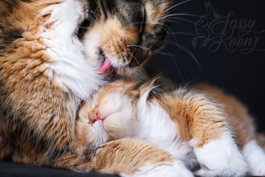 maine-coon-cat-kissing-her-kitten ⋆ Sassy Koonz Maine Coon Cattery maine coon cat kissing her kitten