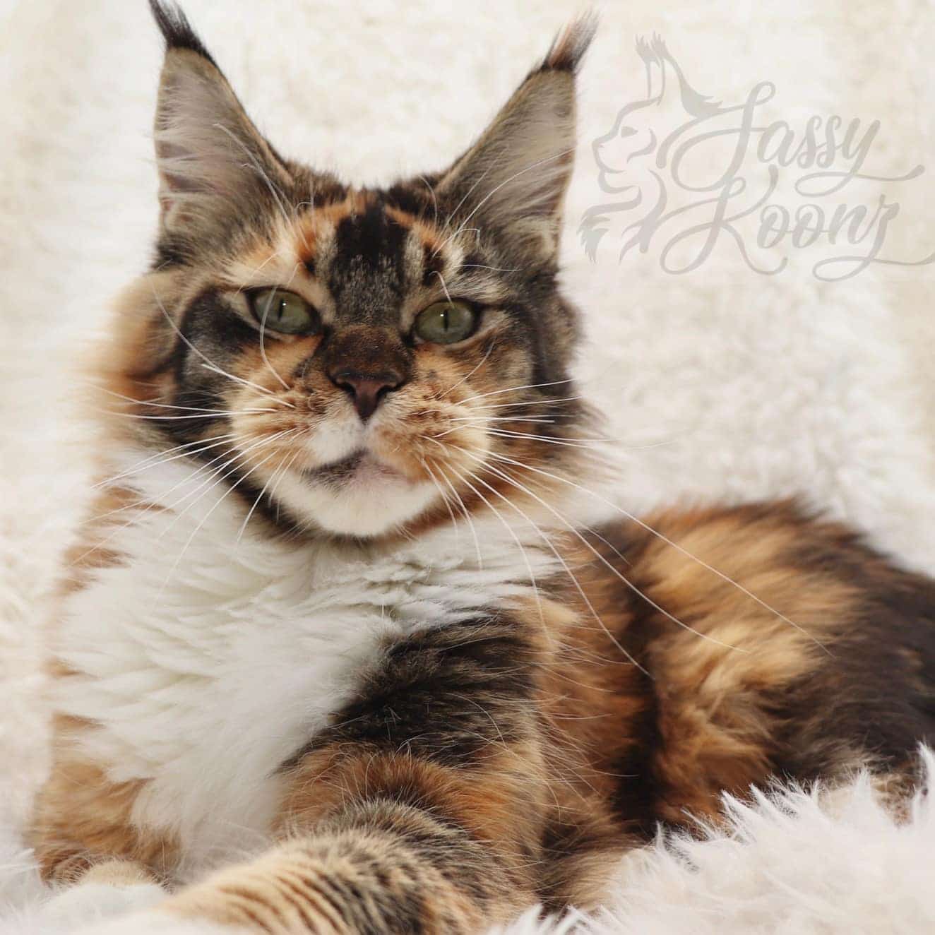 maine-coon-cats ⋆ Sassy Koonz Maine Coon Cattery maine coon cats