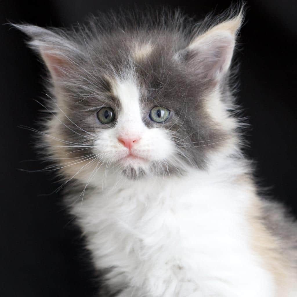 Love ⋆ Sassy Koonz Maine Coon Cattery blue calico maine coon baby