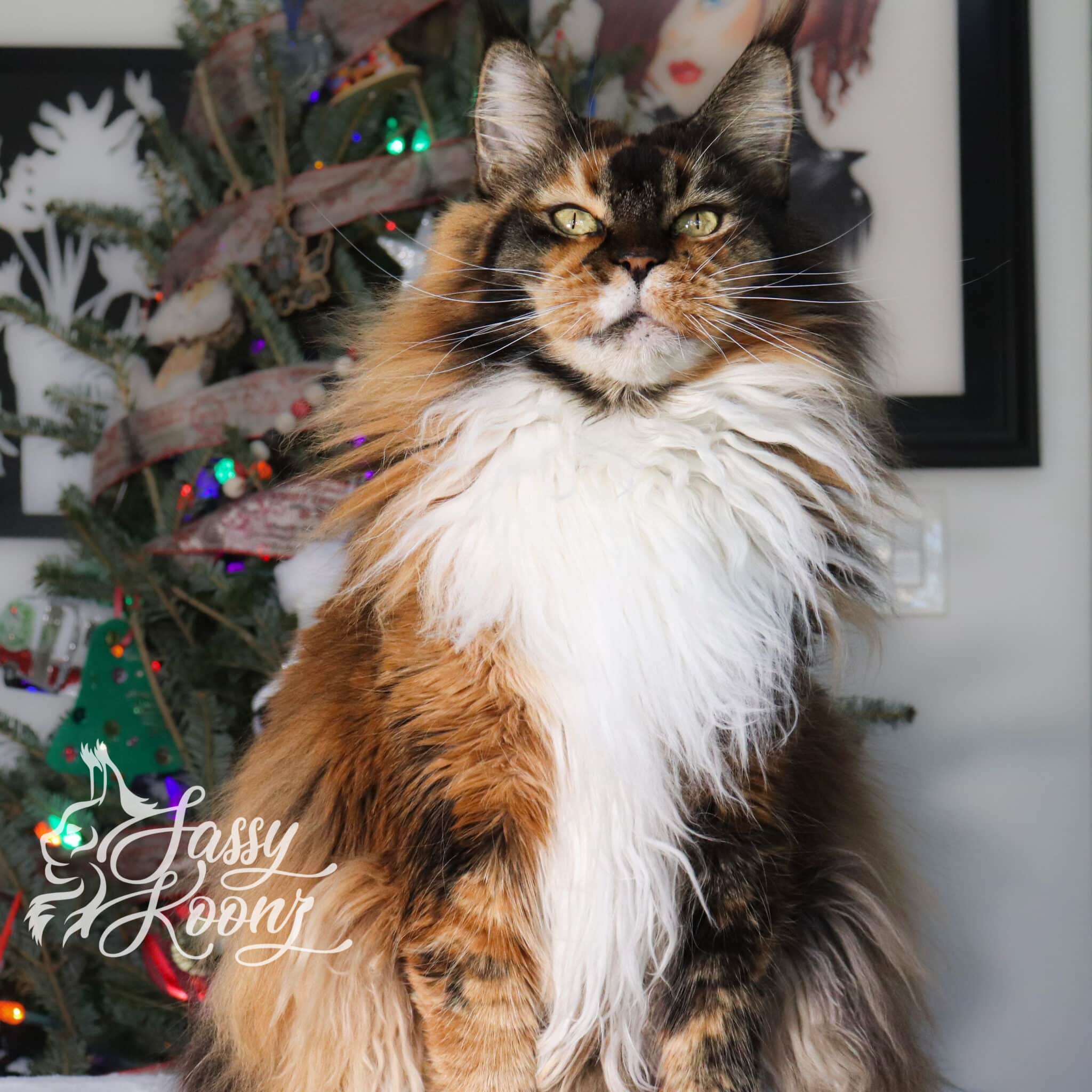 Chichi ⋆ Sassy Koonz Maine Coon Cattery