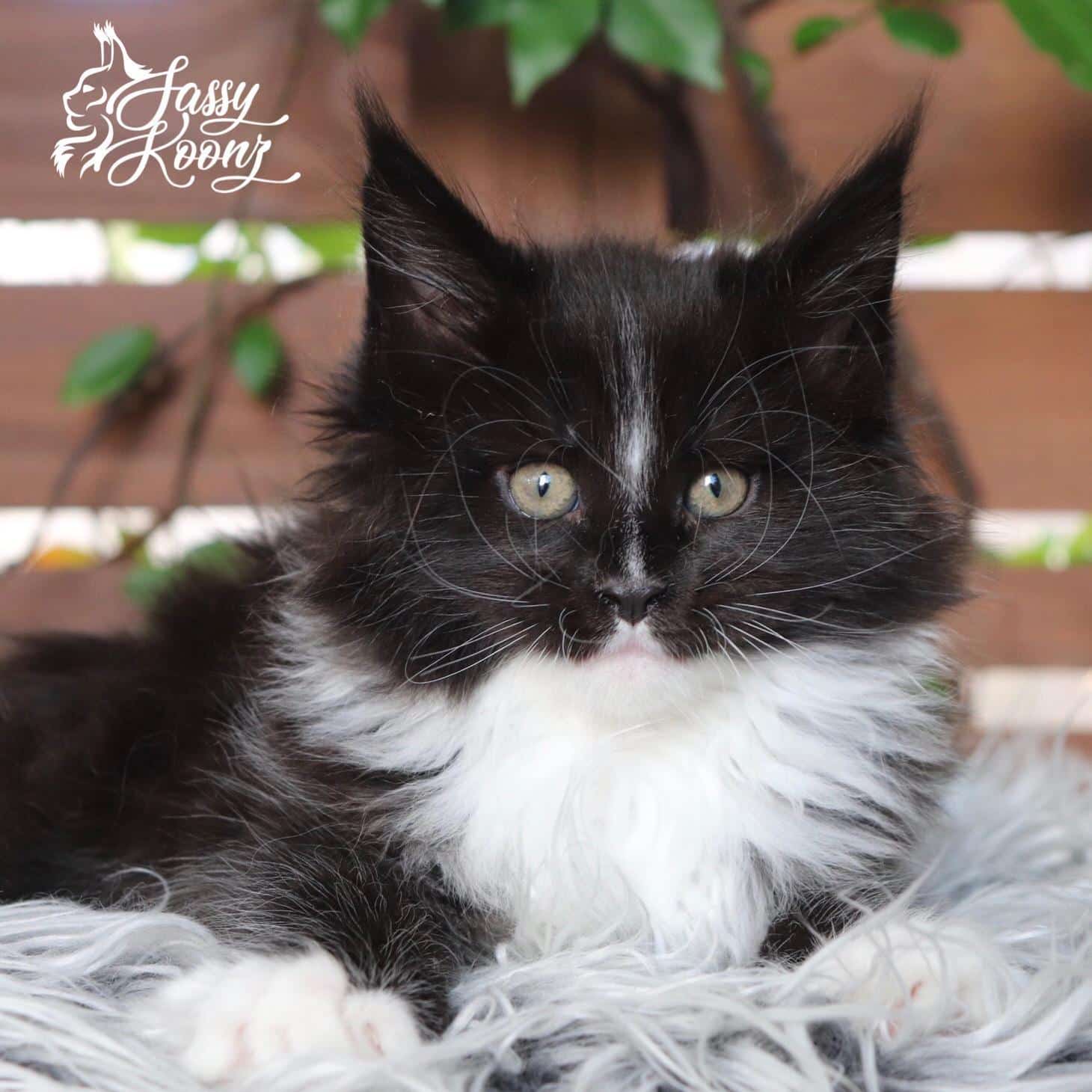 Tuxedo Maine Coon for Sale - Moby Dick ⋆ Sassy Koonz Maine Coon Cattery Tuxedo Maine Coon for Sale - Moby Dick in outdoor setting