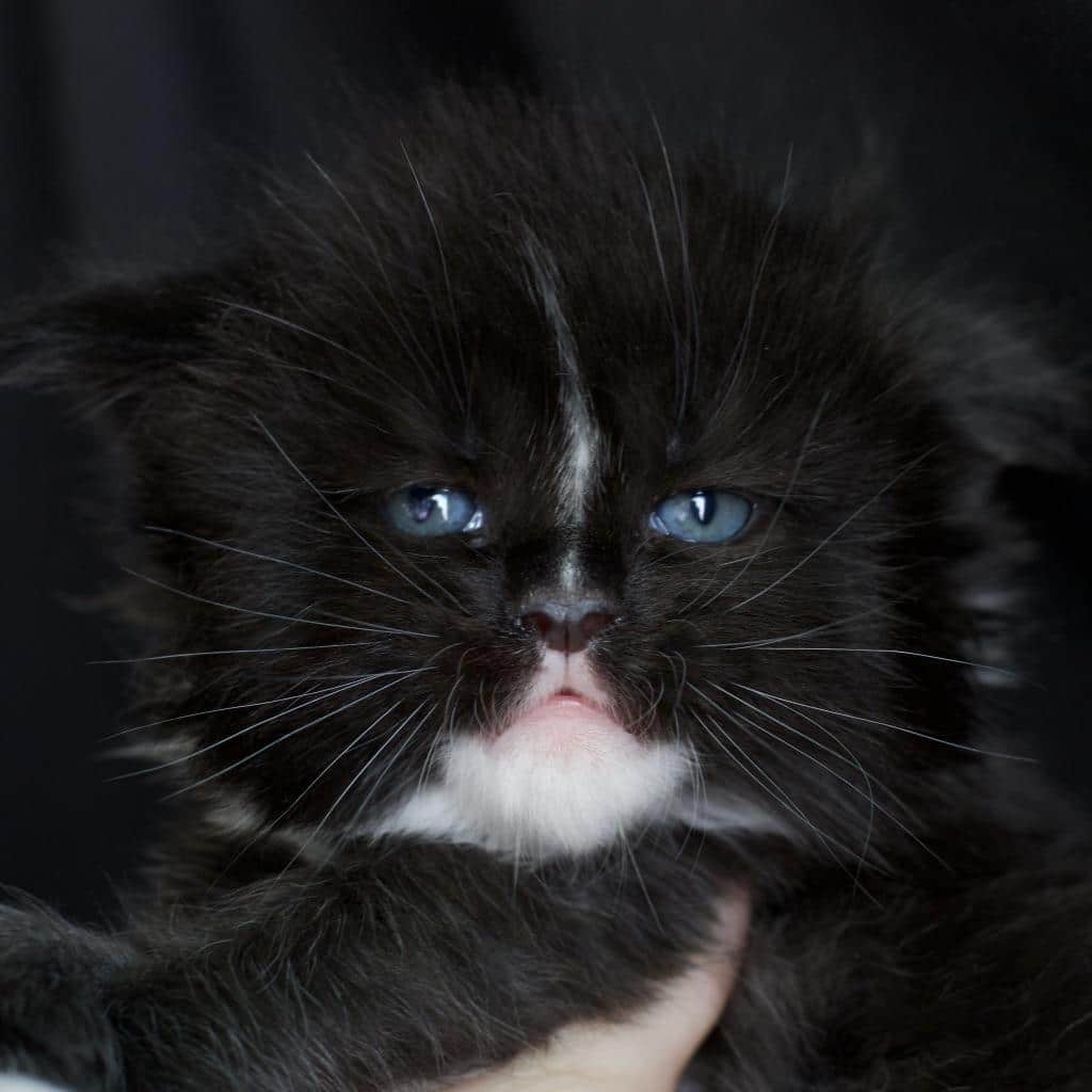 Moby Dick ⋆ Sassy Koonz Maine Coon Cattery black and white maine coon kitten