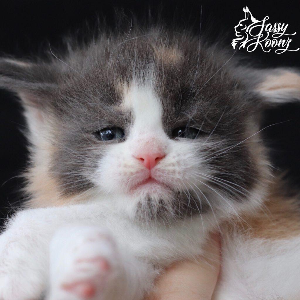 Love ⋆ Sassy Koonz Maine Coon Cattery Blue calico Maine coon kitten