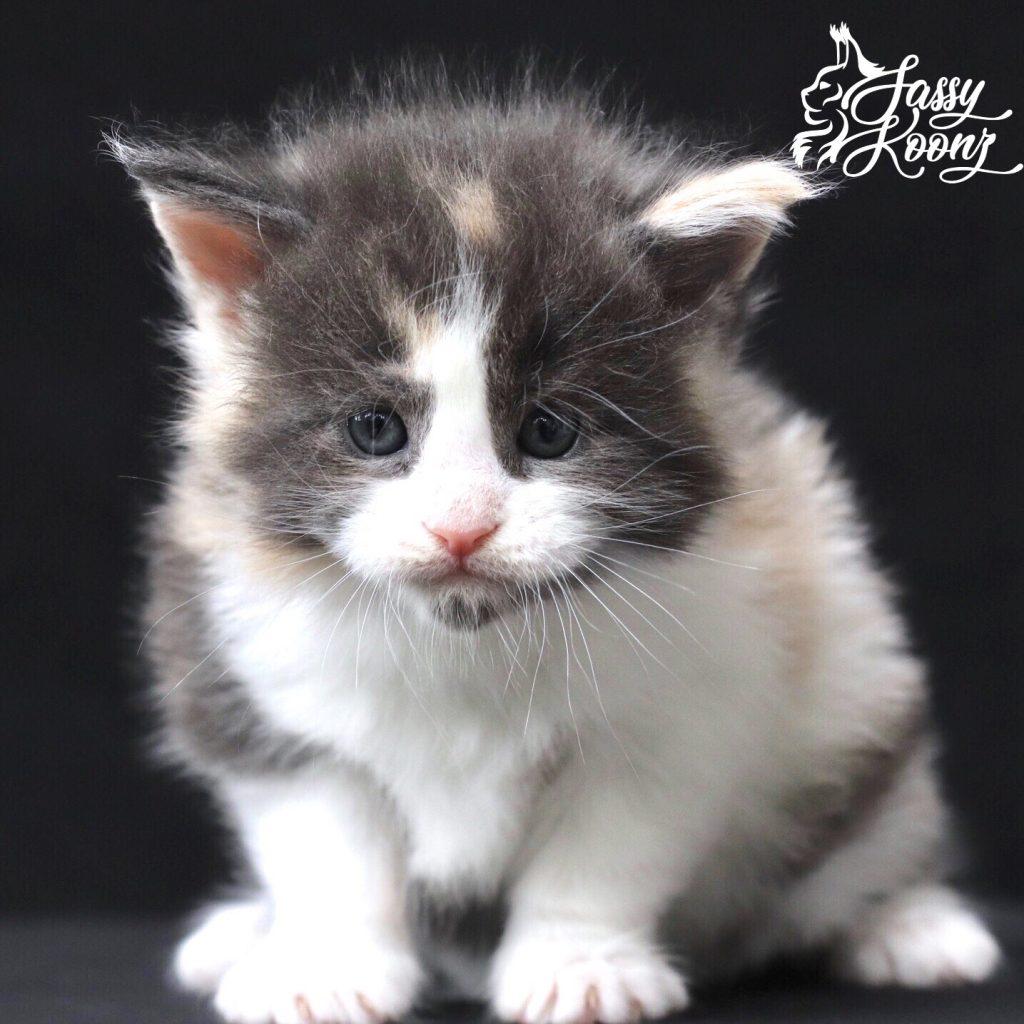 Love ⋆ Sassy Koonz Maine Coon Cattery Maine coon breeders Florida