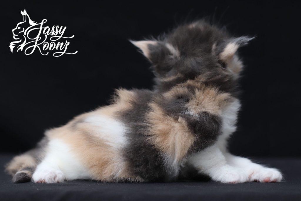 calico maine coon kittens