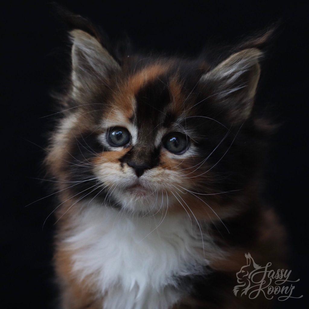 Zsa Zsa 6 weeks old ⋆ Sassy Koonz Maine Coon Cattery Calico Maine coon kitten for sale