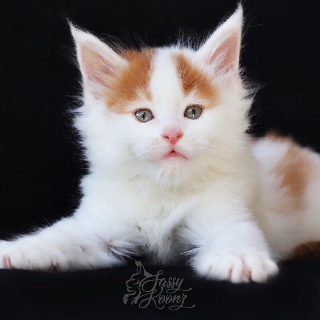 Manson 6 weeks old ⋆ Sassy Koonz Maine Coon Cattery Amazing Maine coon kittens