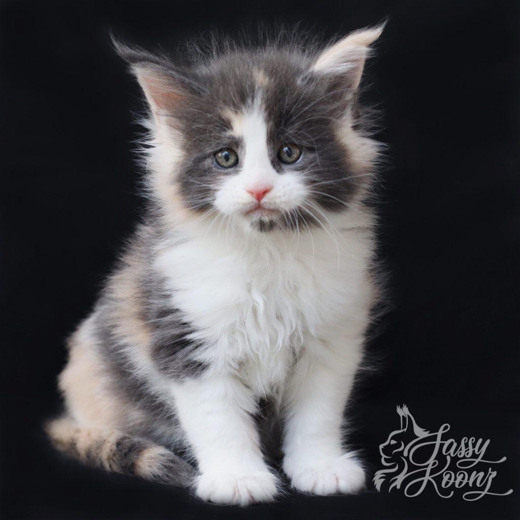 Love 6 weeks old ⋆ Sassy Koonz Maine Coon Cattery Maine Coons Florida