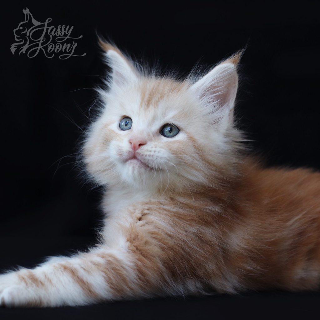 Kaboom ⋆ Sassy Koonz Maine Coon Cattery Florida Maine coon breeders