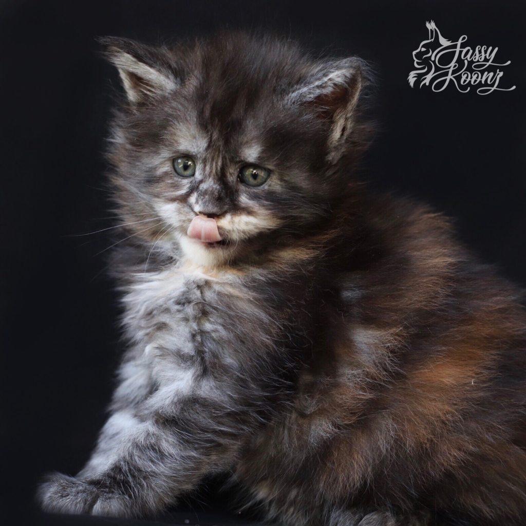 img_5134 ⋆ Sassy Koonz Maine Coon Cattery Maine coon kittens for sale texas