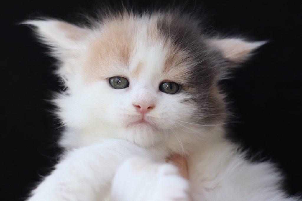 Darlene ⋆ Sassy Koonz Maine Coon Cattery Buy a Maine coon kitten 5 weeks old darlene