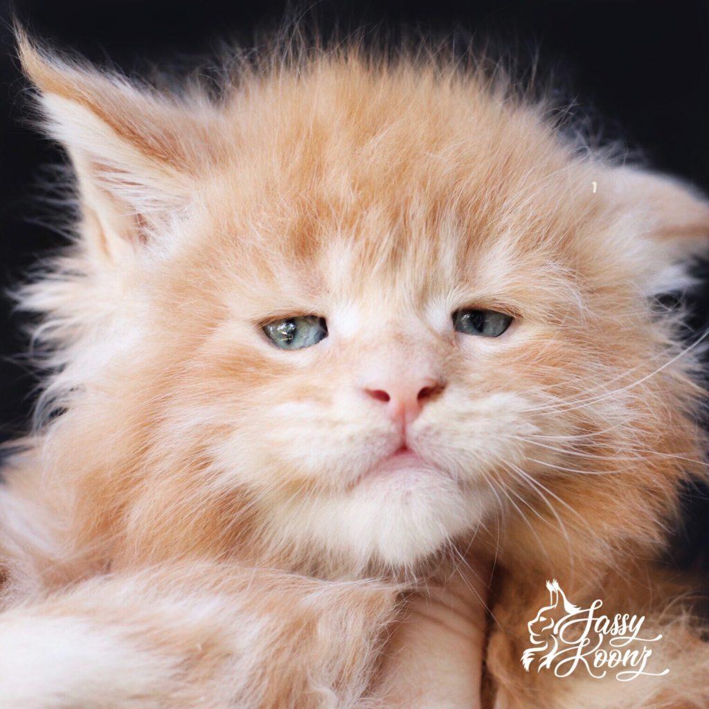 Tangerine 5 weeks old ⋆ Sassy Koonz Maine Coon Cattery Orange Maine coon kitten