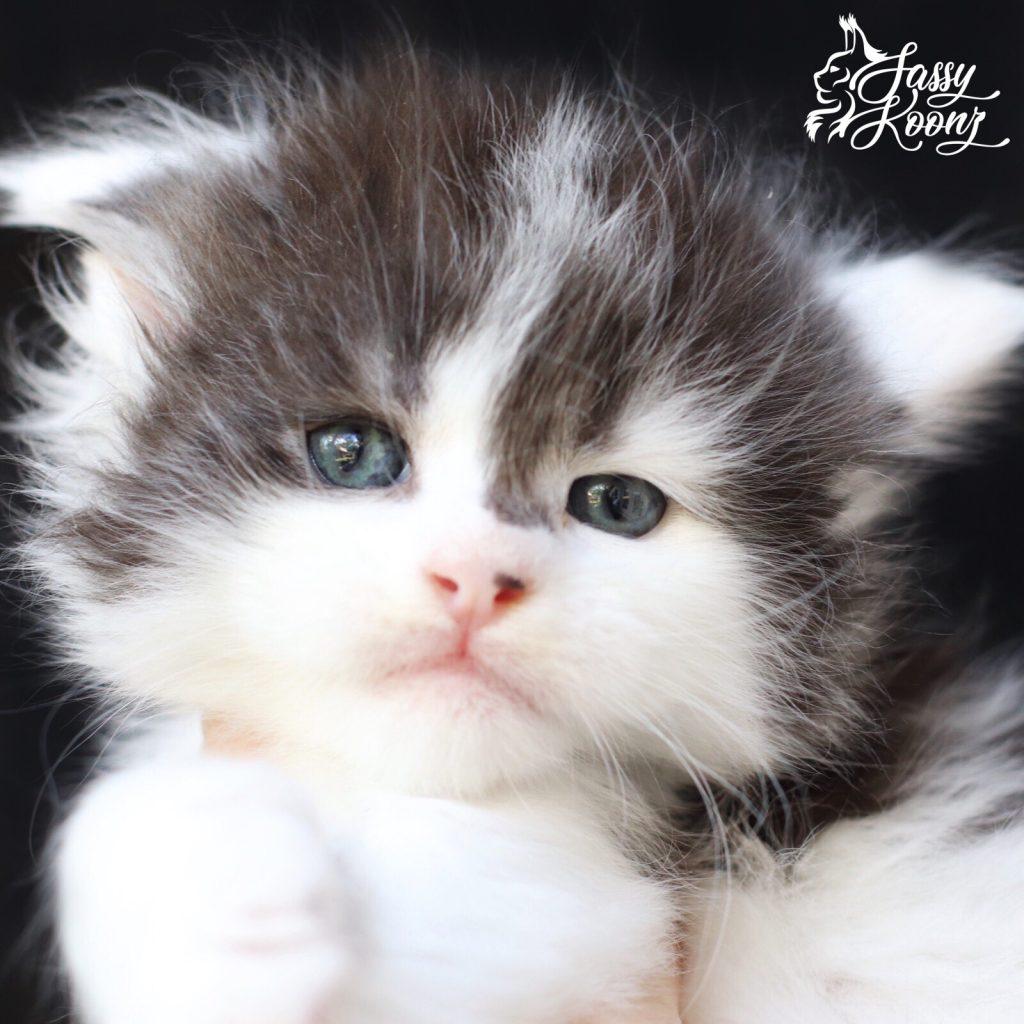 Zeppelin 5 weeks old ⋆ Sassy Koonz Maine Coon Cattery Cute Maine coon kitten photos