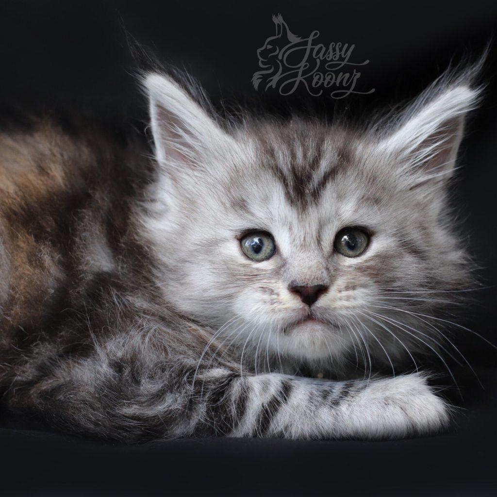 Marilyn ⋆ Sassy Koonz Maine Coon Cattery European Maine coon kitten