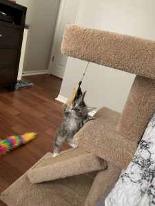 2961C4A7-D119-41AE-845C-340E86F79562.jpeg ⋆ Sassy Koonz Maine Coon Cattery Maine coon cat